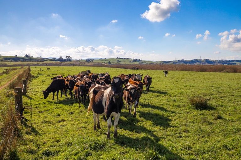 Photo of property in 155 Finlayson Road, Kopuku, Pokeno, 2471