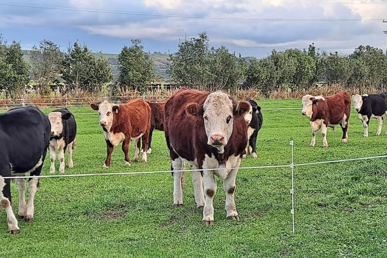 Photo of property in 43 Carrs Road, Urenui, 4377