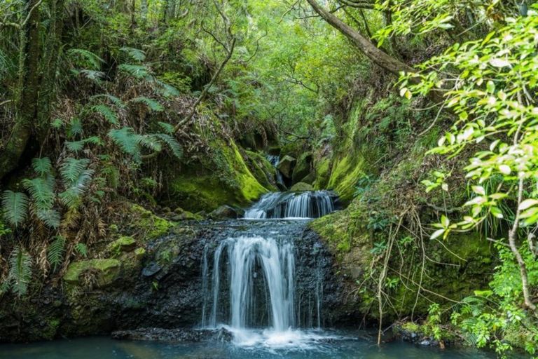 Photo of property in 363 Mill Creek Road, Kaimarama, Whitianga, 3591