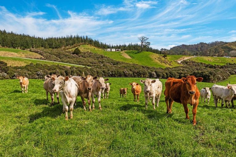 Photo of property in 5 William James Lane, Makarau, Warkworth, 0984