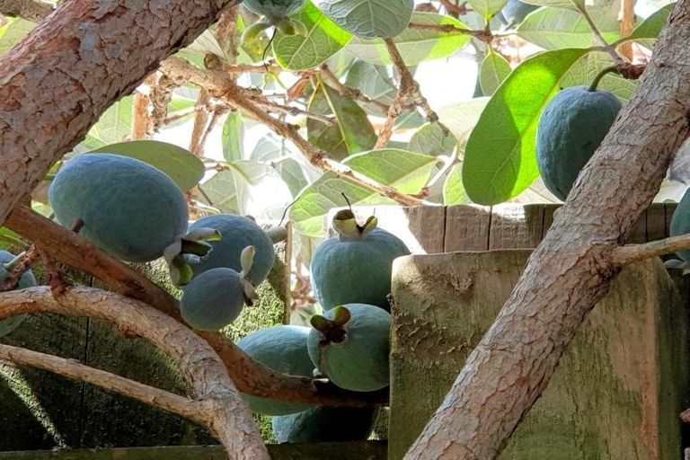 Photo of property in 26 Omagh Avenue, Papatoetoe, Auckland, 2025