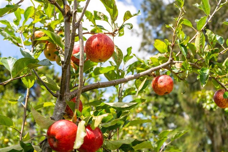 Photo of property in 89 Vinegar Hill Road, Kauri, Kamo, 0185