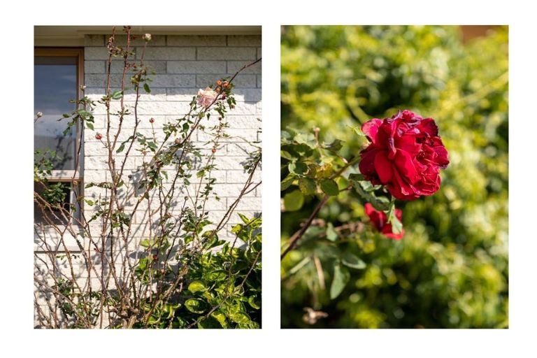 Photo of property in 5b Washer Place, Te Puke, 3119