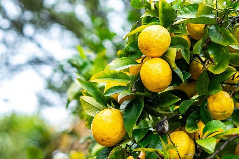 Photo of property in 8 Botany Lane, Whitby, Porirua, 5024