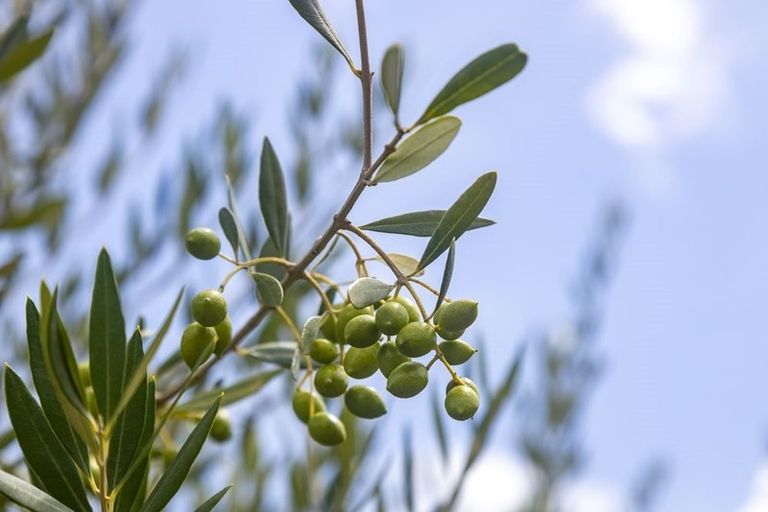 Photo of property in 1071 Tauhoa Road, Kaipara Flats, Warkworth, 0984