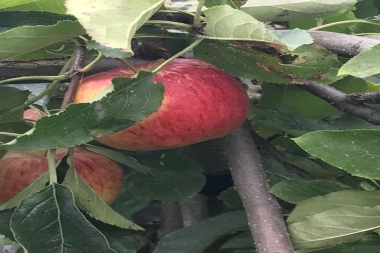 Photo of property in 10 Kings Avenue, Saint Kilda, Dunedin, 9012