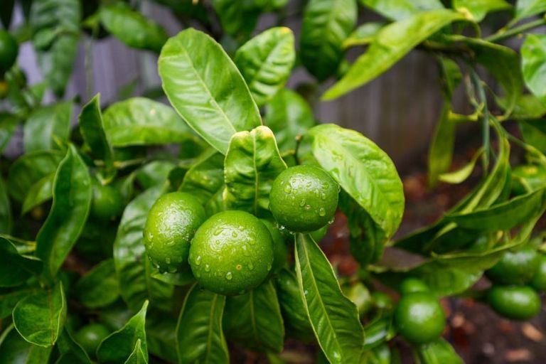 Photo of property in 5 Oakeley Rise, Feilding, 4702