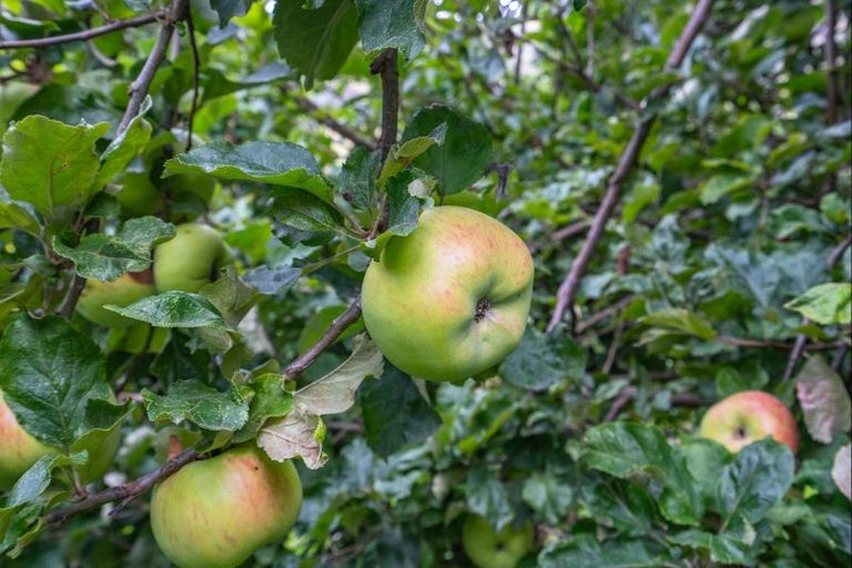 Photo of property in 1194 Okains Bay Road, Okains Bay, 7583