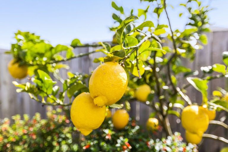 Photo of property in 79 Mclarin Road, Glenbrook, Waiuku, 2681