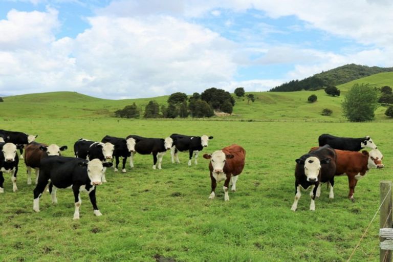 Photo of property in 1008 Tangowahine Valley Road, Tangowahine, Dargaville, 0372