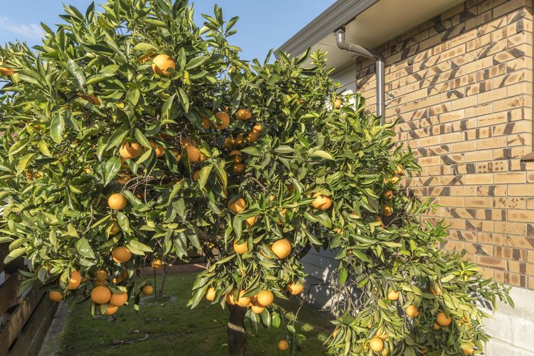 Photo of property in 41b Strathmore Street, Matua, Tauranga, 3110