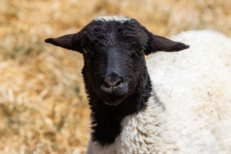 Photo of property in 94 Seniors Road, Wairau Valley, Blenheim, 7271