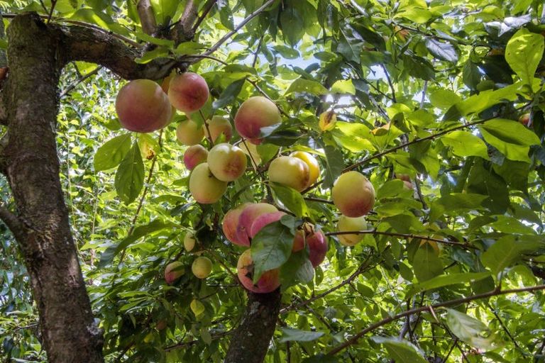 Photo of property in 10 Richmal Street, Waihi, 3610