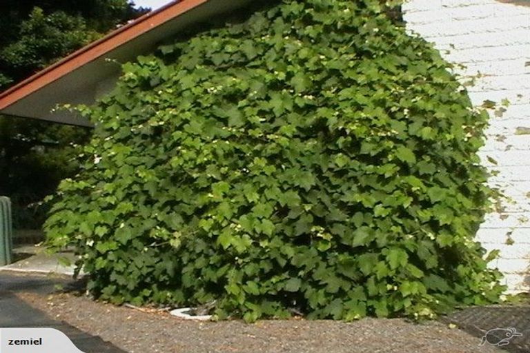 Photo of property in 56 Kawau Crescent, Bromley, Christchurch, 8062