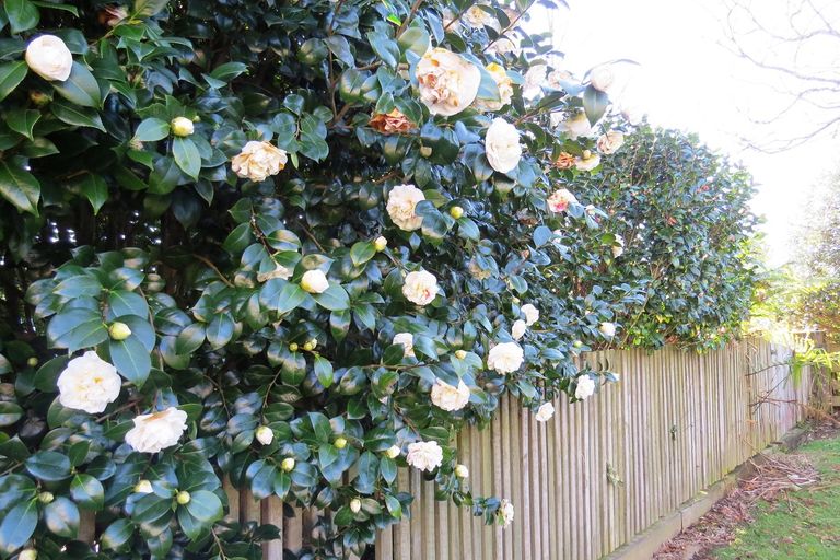 Photo of property in 394 Elizabeth Avenue, Te Awamutu, 3800