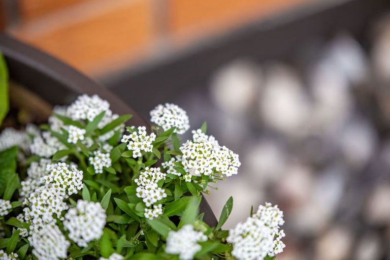 Photo of property in 24a Morris Road, Hillcrest, Hamilton, 3216