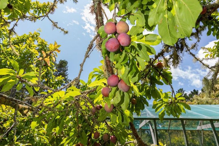 Photo of property in 704 State Highway 1, Wellsford, 0975