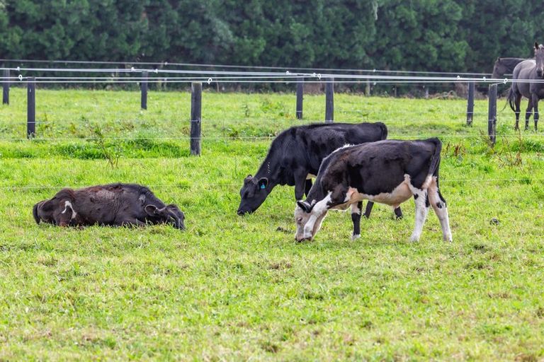 Photo of property in 1/524 Weedons Road, Rolleston, Christchurch, 7678