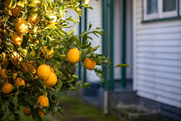 Photo of property in 1/45 Ross Crescent, Fairfield, Hamilton, 3214