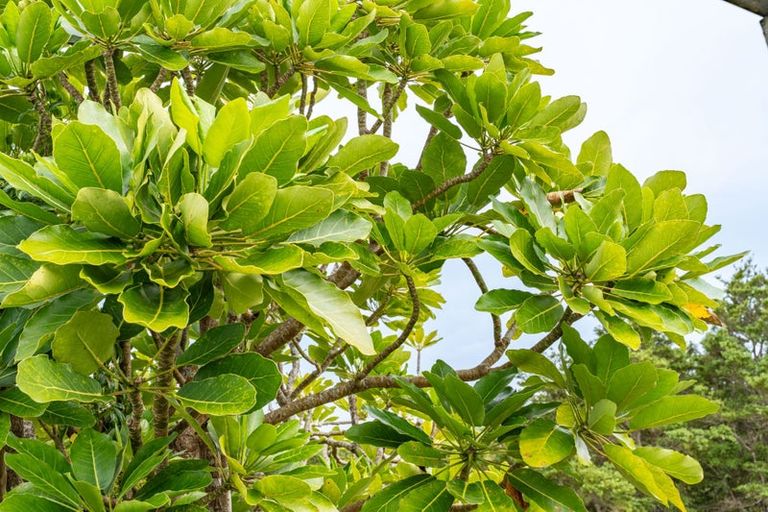 Photo of property in 1308 Bickerstaffe Road, Maungaturoto, 0587