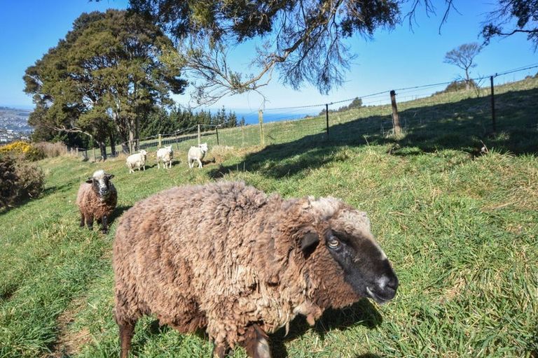 Photo of property in 4a Ronay Street, Bradford, Dunedin, 9011