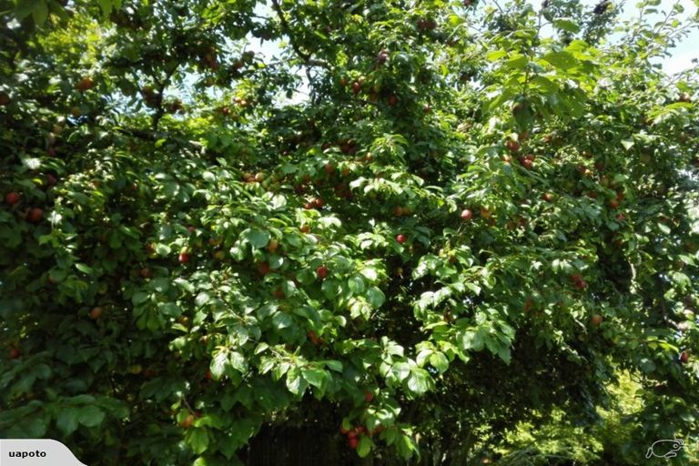 Photo of property in 18 Coleman Place, Darfield, 7510