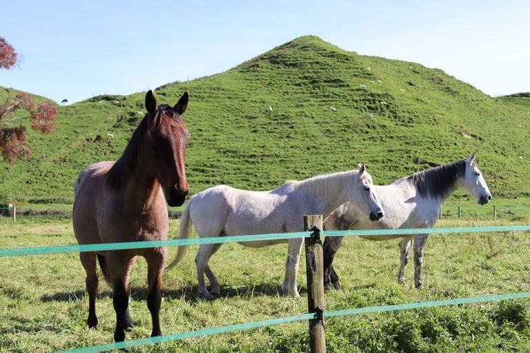 Photo of property in 1098 Makuri Road, Huiroa, Stratford, 4392