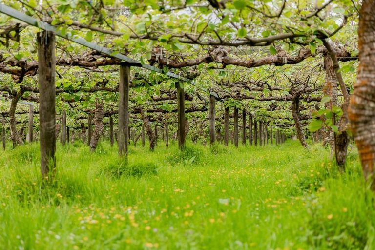 Photo of property in 837b Pyes Pa Road, Pyes Pa, Tauranga, 3173