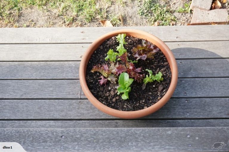 Photo of property in 83 Holly Road, St Albans, Christchurch, 8014