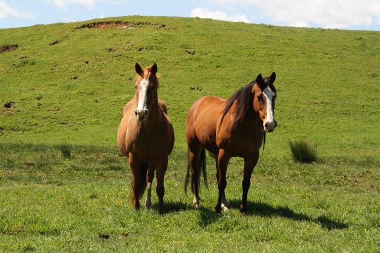 Photo of property in 549 Whiriwhiri Road, Otaua, Waiuku, 2682