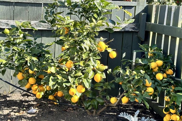 Photo of property in 12 Douglas Street, Hawera, 4610