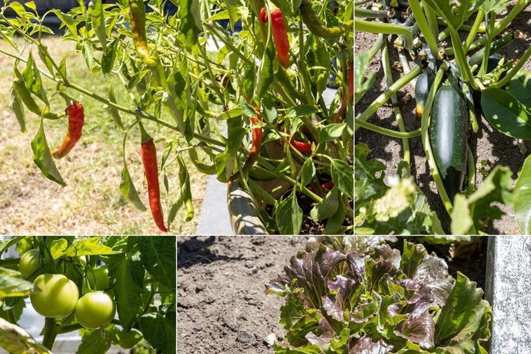 Photo of property in 19 Omega Place, Coastlands, Whakatane, 3120