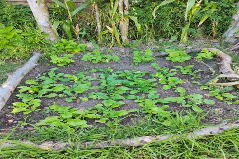 Photo of property in 55 Williamson Avenue, Belmont, Auckland, 0622