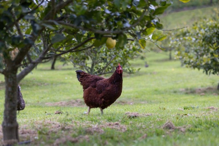 Photo of property in 464 Krippner Road, Puhoi, Silverdale, 0994