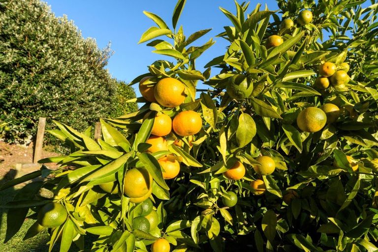 Photo of property in 7 Esme Place, Matua, Tauranga, 3110