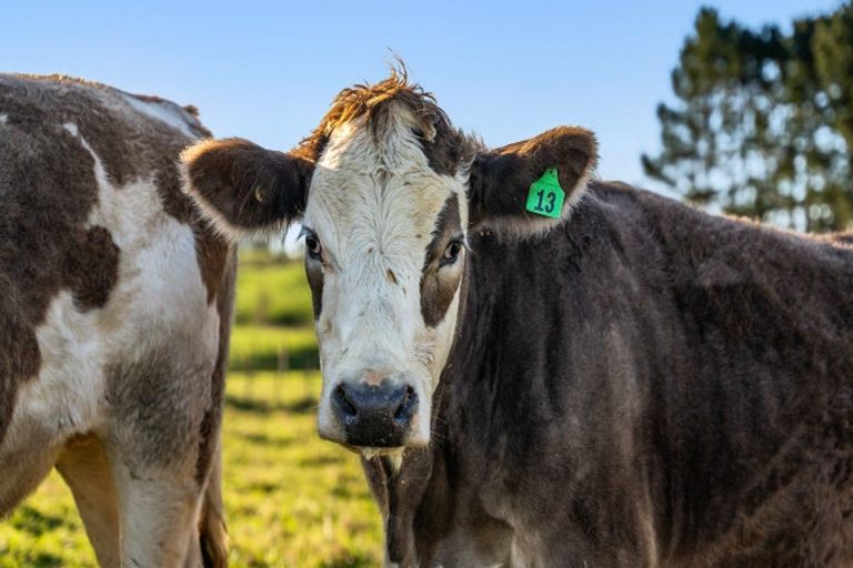 Photo of property in 197 Charles Road, Karaka, Papakura, 2580