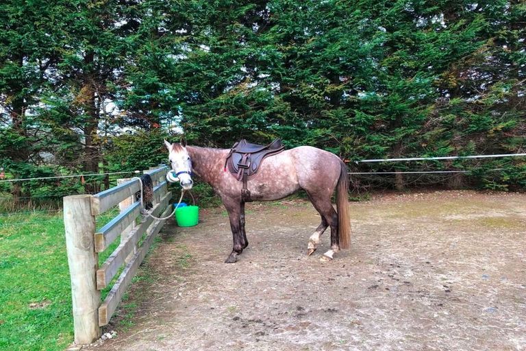 Photo of property in 505 Golden Valley Road, Waihi, 3681