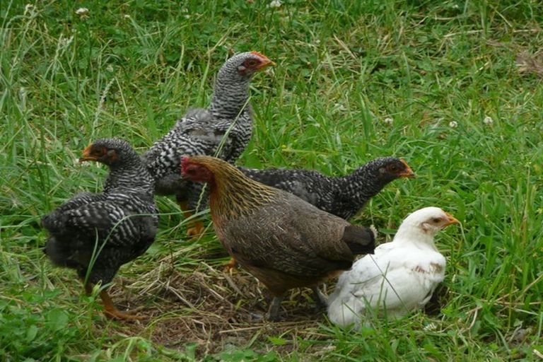 Photo of property in 3a Brooklands Road, Gladstone, 5884