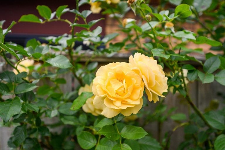 Photo of property in 8 Stonebridge Heights, Feilding, 4702