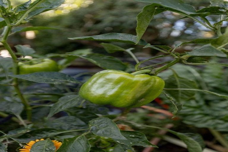 Photo of property in 6 Coppelia Avenue, Omokoroa, 3114