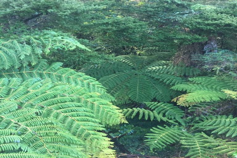 Photo of property in 4 Tranquil Glade, Hillcrest, Auckland, 0627