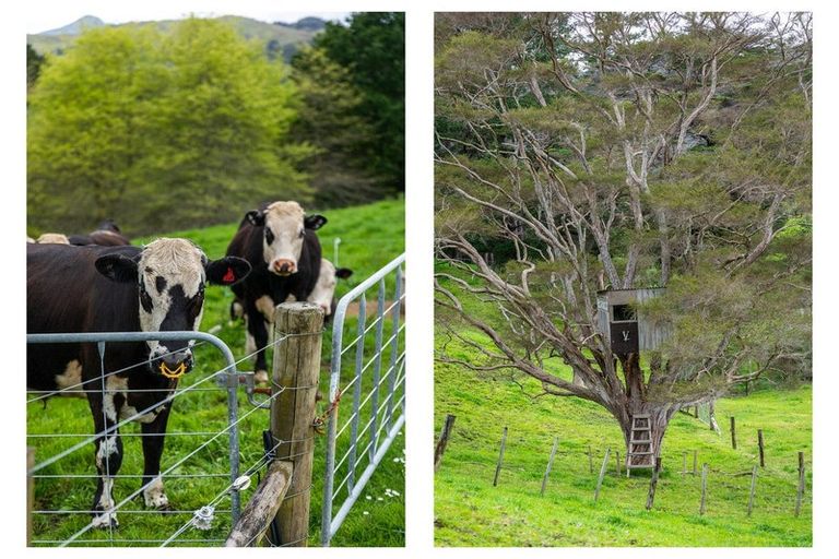 Photo of property in 71 Mangotahi Road, Thames, 3577