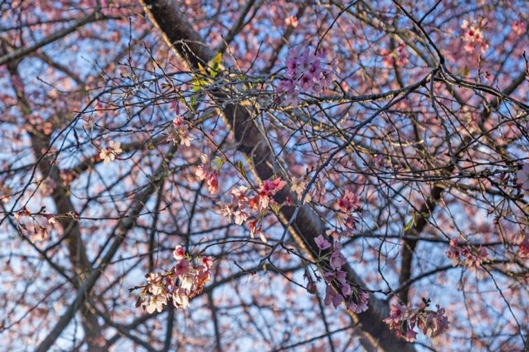 Photo of property in 36 Pahoia Beach Road, Whakamarama, Tauranga, 3172