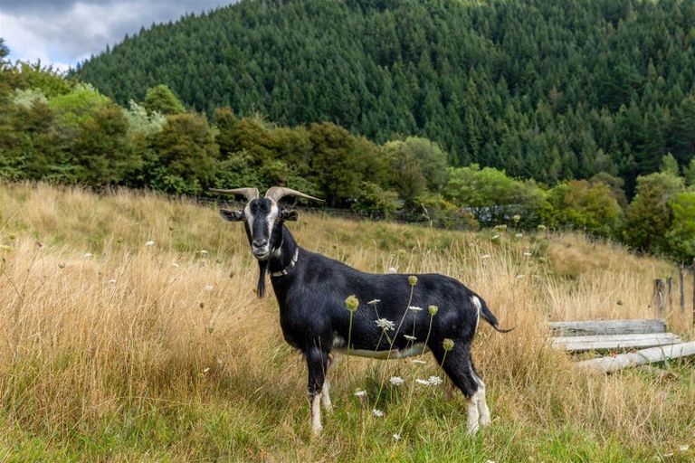 Photo of property in 14 Ralphine Way, Maitai, Nelson, 7010