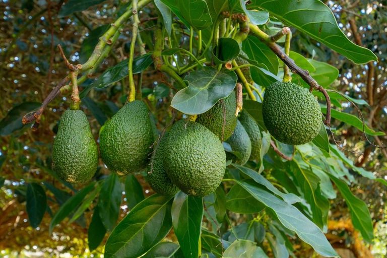 Photo of property in 82 Macloughlin Drive, Te Puke, 3119