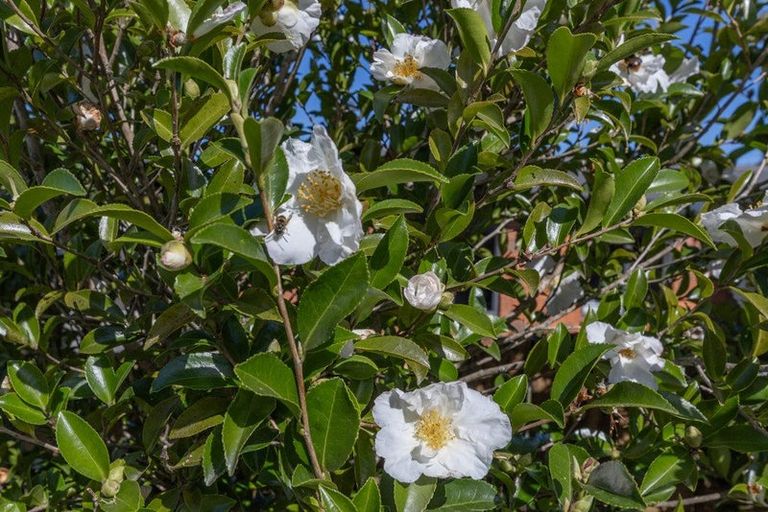 Photo of property in 15 Rata Avenue, Huntly, 3700