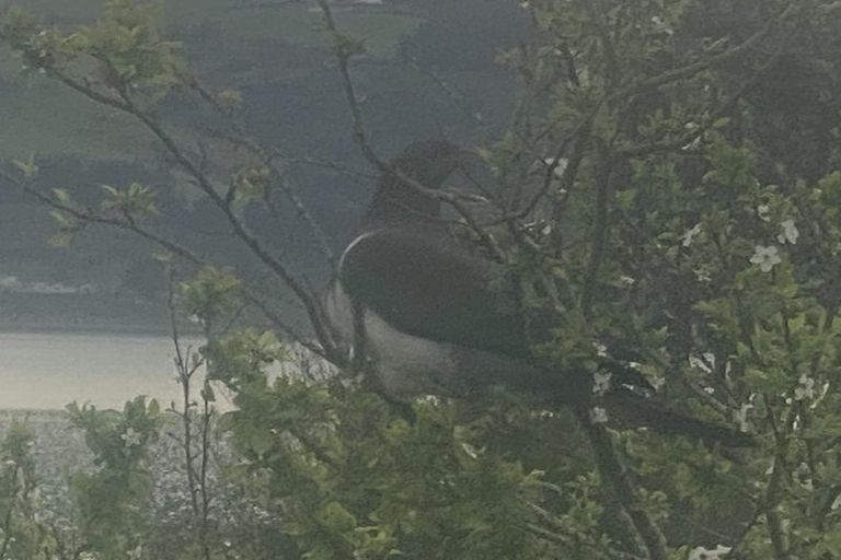 Photo of property in 13 Roebuck Rise, Broad Bay, Dunedin, 9014