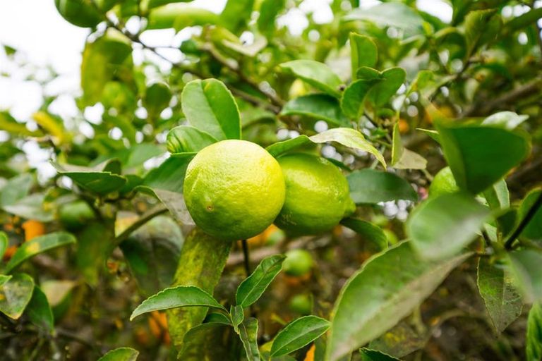 Photo of property in 97 Tutaenui Road, Marton, 4710