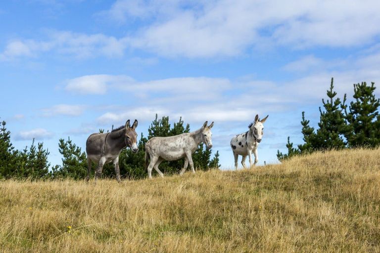 Photo of property in 463 Moonshine Hill Road, Moonshine Valley, Porirua, 5381