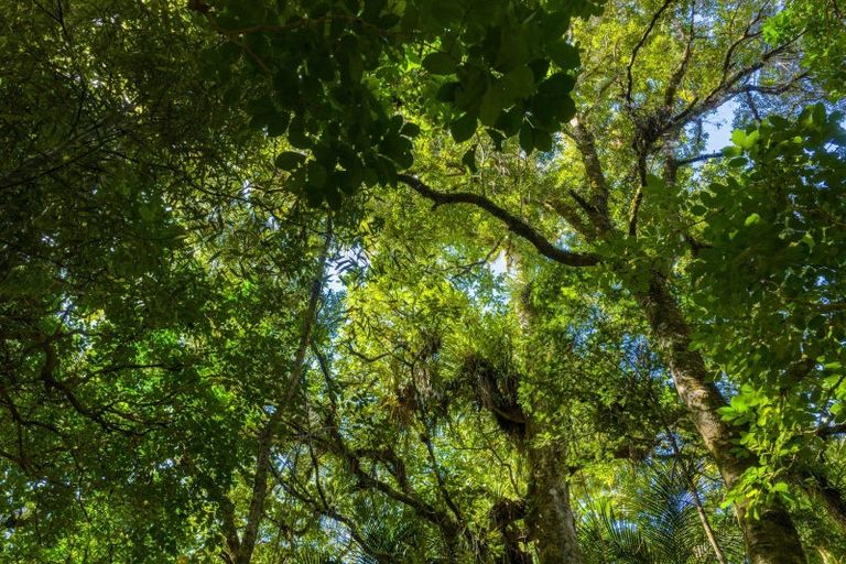 Photo of property in 1052 Wekaweka Road, Waimamaku, Kaikohe, 0473